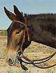 Riding Mule Ash