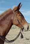 Chessy Saddle Mule