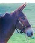Molla Mulla Halter Mule