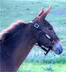 Mules