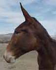 Young Mules for Sale Sundowner 