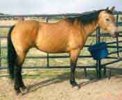 Secret AQHA