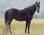 Ritz TWH