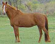 Ruffian TWH