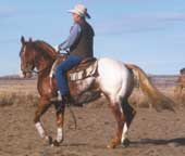 Appaloosa Stallion
