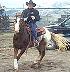 Reining