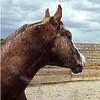 Wanderer Head