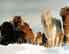 Gaited international