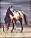 Horse's Only