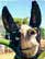 Blue Mountain Donkey