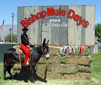 View the latest Bishop Mule Days Pictures