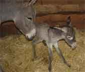 Donkey foal Buddy Holly