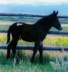 Ashley Oakley Appaloosa Mule