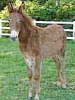 Bunny Gaited Mule