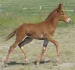 Jasper Tennessee Walking Mule