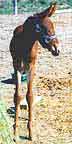 Molla Legs