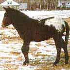 Romeo Appaloosa Mule