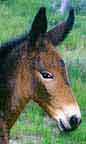 Breeding Mules with nice Heads