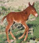 Tess Tennessee Walker Mule