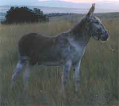Mammoth Jack Buster