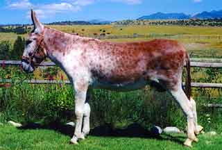 Mammoth Jackstock