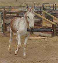 Buster the Jack Playing