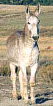 Mule Maker