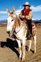 Riding Jack