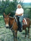 riding mules