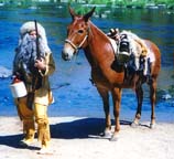 showing mules