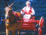 driving mules