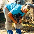 Shoeing Appaloosa