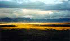 Amber Waves of Grain