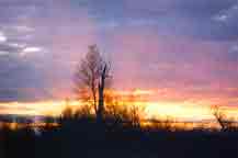Glowing Tree