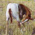 Appaloosa Foal Calyipso