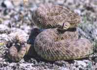 Montana Rattlesnake