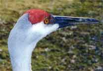 Sandhill Cranes