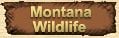 Click here to view the Wonders of Montana Wildlife!