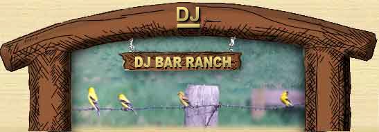Gold Finches, at the DJ Bar Ranch, Belgrade, Montana